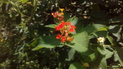 Lantana camara