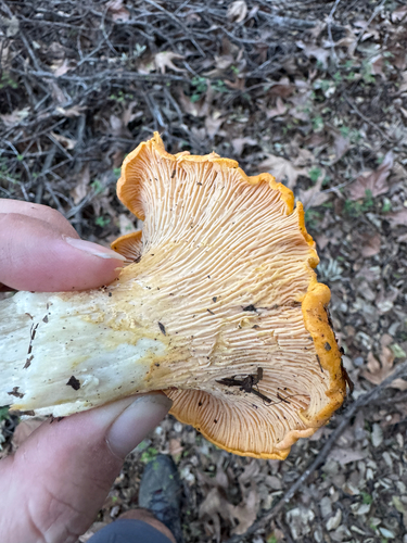 iNaturalist observation photo of California Golden Chanterelle