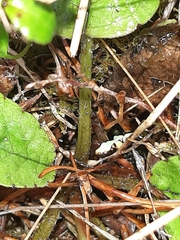 Brachyglottis lagopus