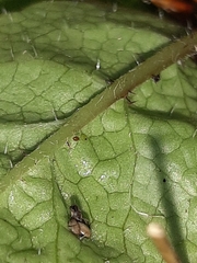 Brachyglottis lagopus