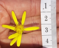 Brachyglottis lagopus