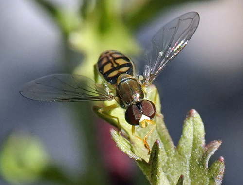 Unknown species found near North Oaks, Austin, TX 78753, USA
