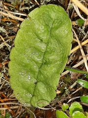 Brachyglottis lagopus