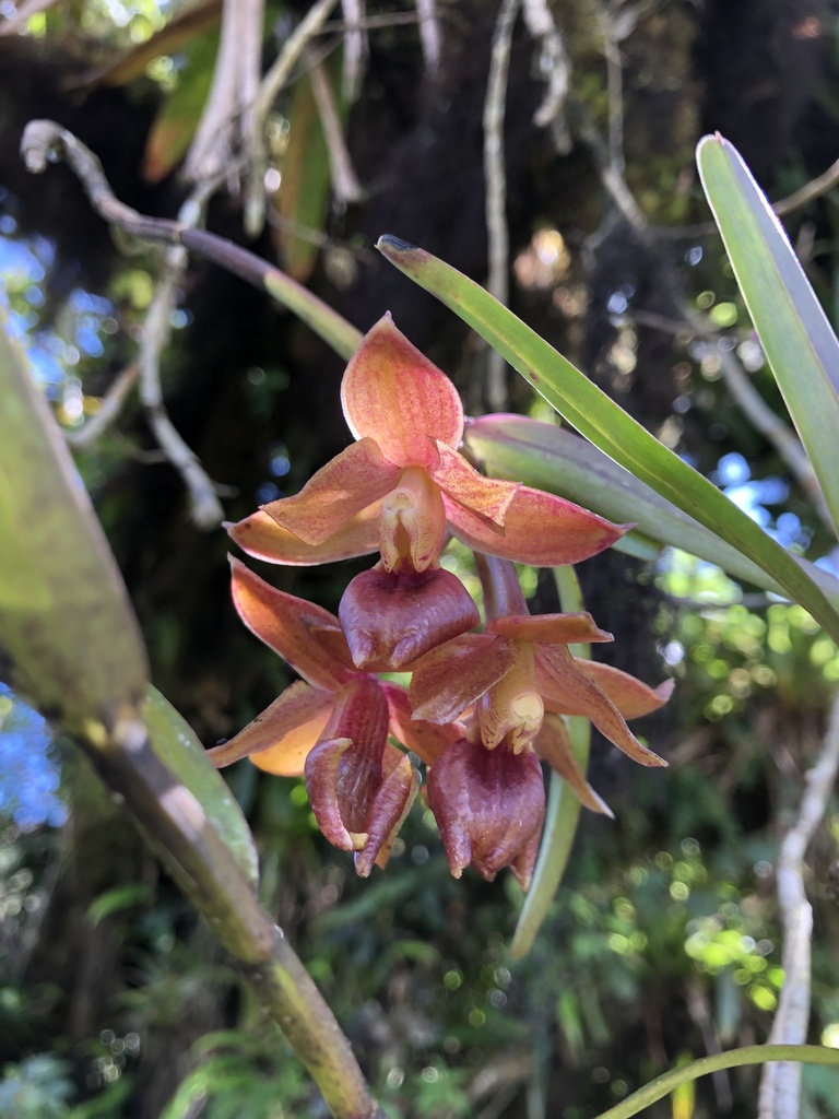 Epidendrum diothonaeoides Schltr.