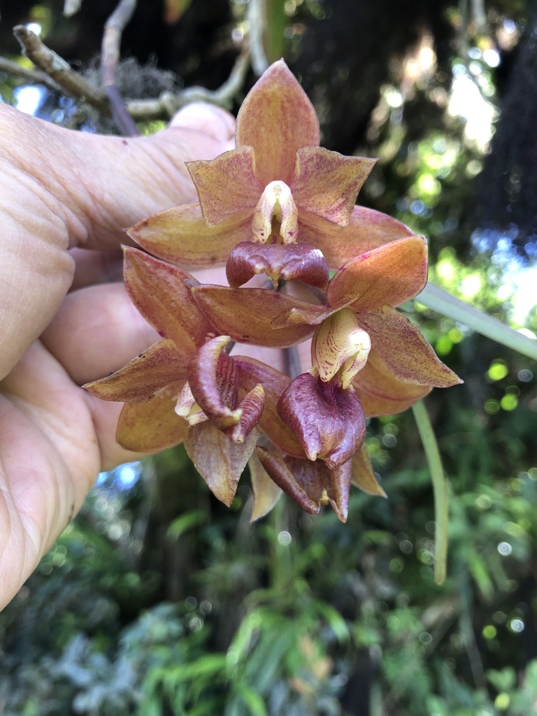 Epidendrum diothonaeoides Schltr. 2