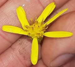 Brachyglottis lagopus