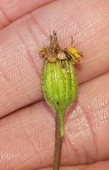 Brachyglottis lagopus