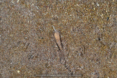 Terebridae