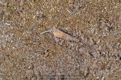 Terebridae