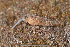 Terebridae