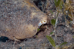 Macrostrombus costatus