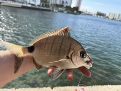 Spottail Pinfish photo 4