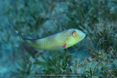 Rosy Razorfish photo 2