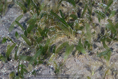 Halophila