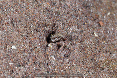 Chaenopsis limbaughi