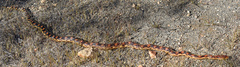 Pituophis vertebralis