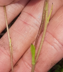 Brachyglottis lagopus