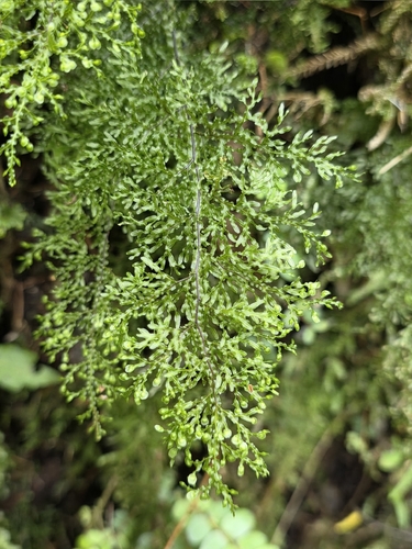 Wavy Filmy Fern (Hymenophyllum flexuosum)
