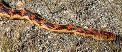 Pituophis vertebralis