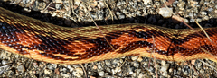 Pituophis vertebralis