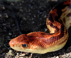 Pituophis vertebralis
