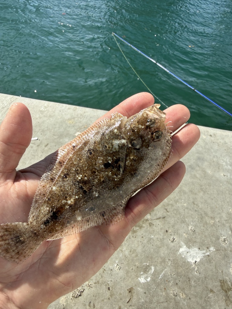 Channel flounder (Syacium micrurum) — Paralichthyidae