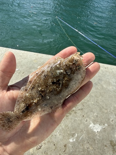 Channel flounder (Syacium micrurum) — Paralichthyidae