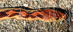 Pituophis vertebralis
