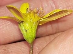 Brachyglottis lagopus