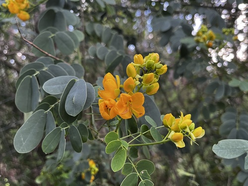 Senna pendula, 2026-01-18