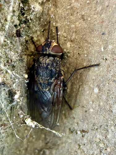 Unknown species found near West Virginia, US