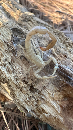 Striped bark scorpion