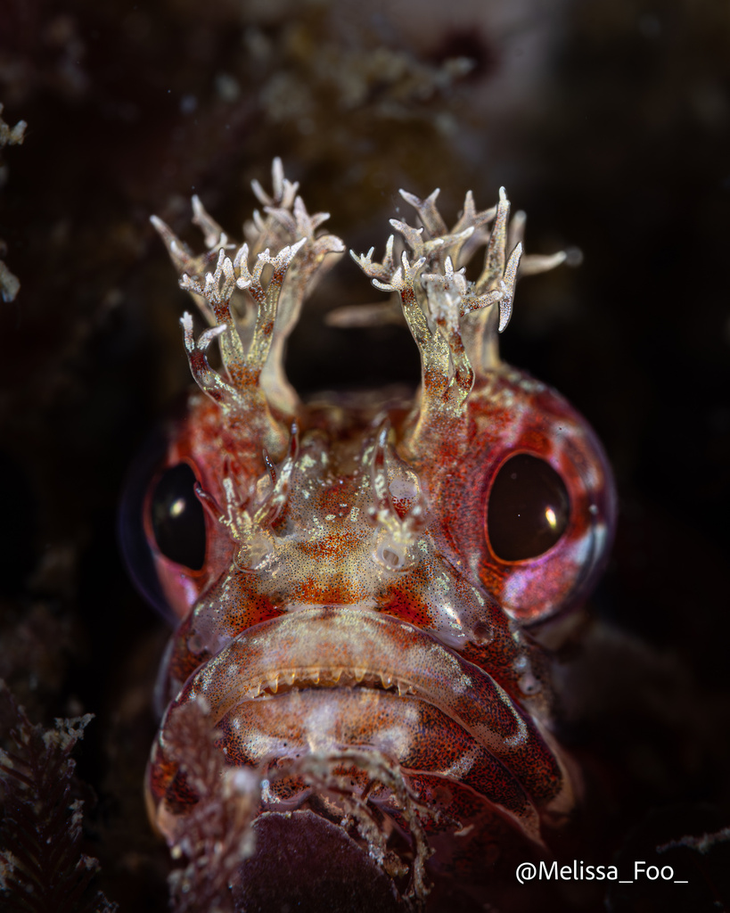 Yellowfin fringehead (Neoclinus stephensae) — Chaenopsidae