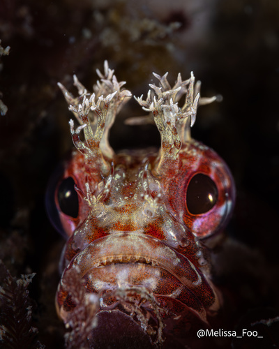 Yellowfin fringehead (Neoclinus stephensae) — Chaenopsidae
