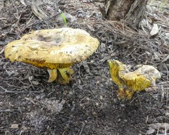 Phylloporus clelandii