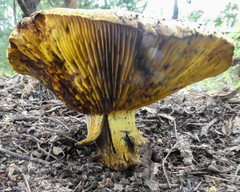 Phylloporus clelandii