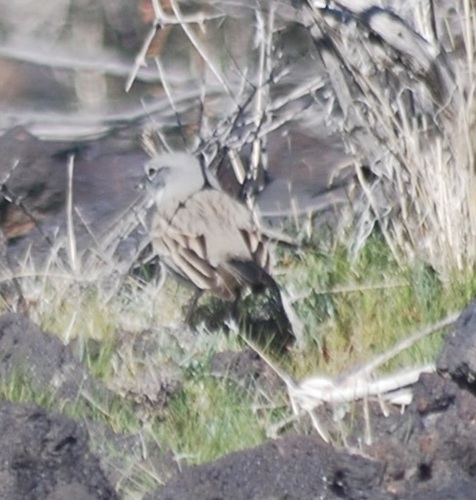 Black-throated Sparrow (Amphispiza bilineata), photo 4