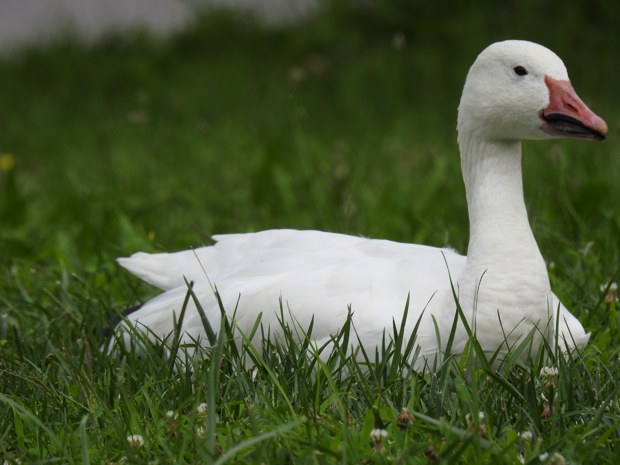 Snow Goose