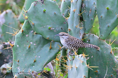 Campylorhynchus yucatanicus