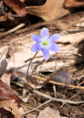 round-lobed hepatica photographed in Rhode Island