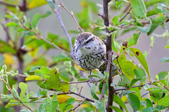 Campylorhynchus yucatanicus