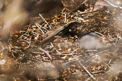 Aspidoscelis sackii sackii