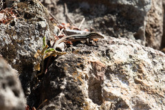 Aspidoscelis sackii sackii