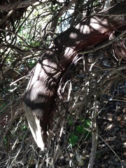 Arctostaphylos pajaroensis