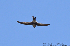 Aeronautes andecolus