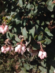 Arctostaphylos pajaroensis