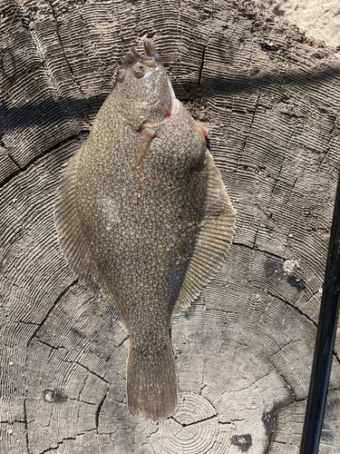 Pacific sand sole (Psettichthys melanostictus) — Pleuronectidae