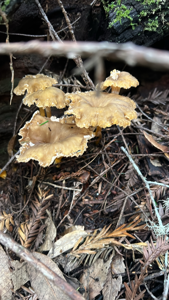 Craterellus tubaeformis · January 2026 · photo: © feliciajimenez (iNaturalist, cc-by)