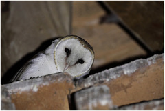 Tyto alba