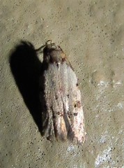 Taygete attributella